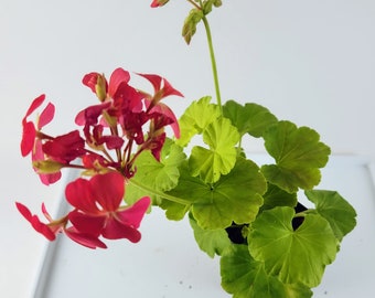 Persian Queen Geranium, golden chartreuse leaves and neon pink flowers