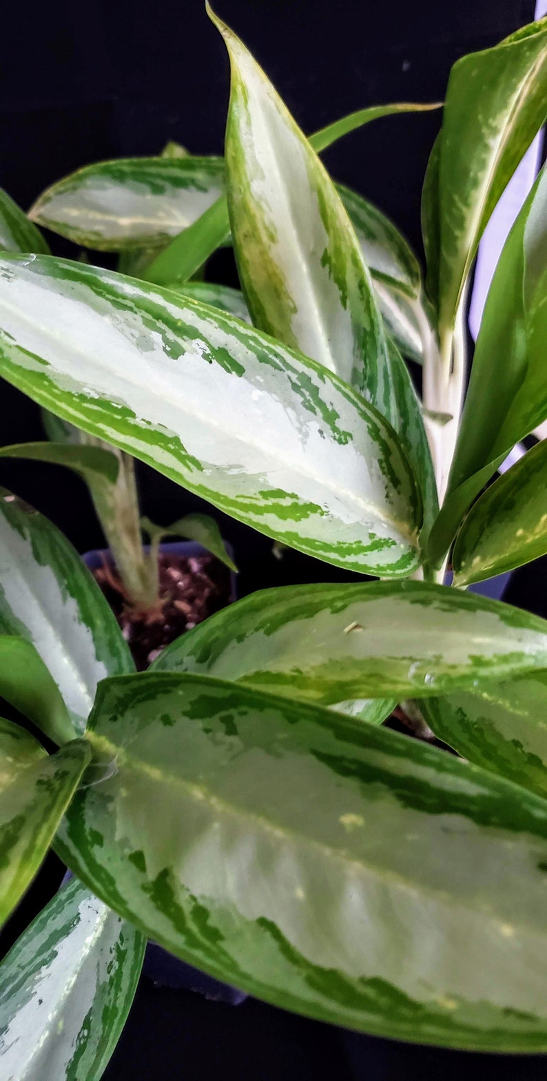  Aglaonema White Rain  Chinese Evergreen Plant Etsy