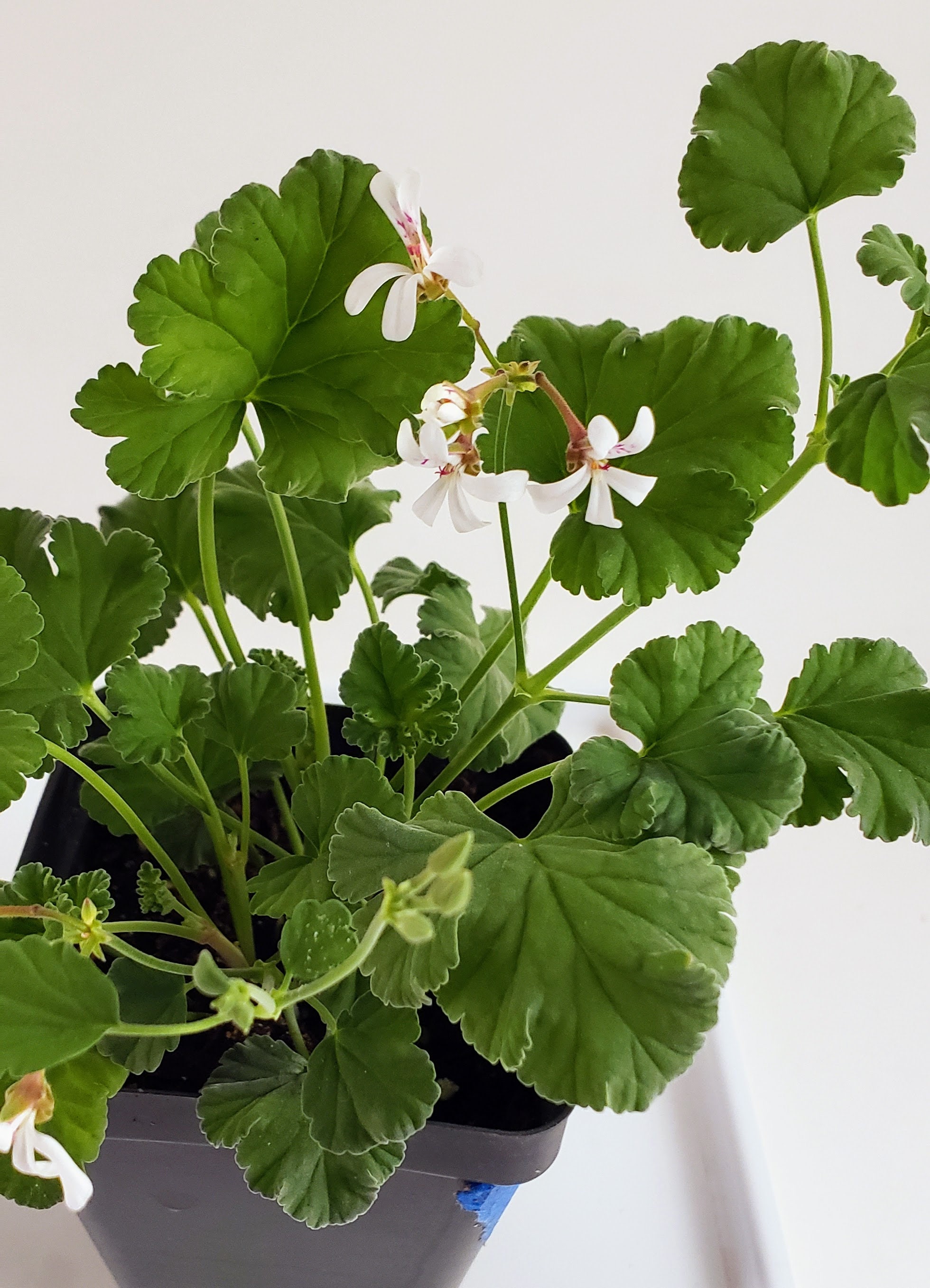 Nutmeg Scented Geranium Charming Plant Has Spicy Scented Etsy