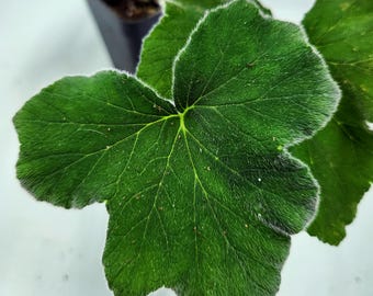 Peppermint Scented Geranium, fuzzy leaved variety, great peppermint scent!