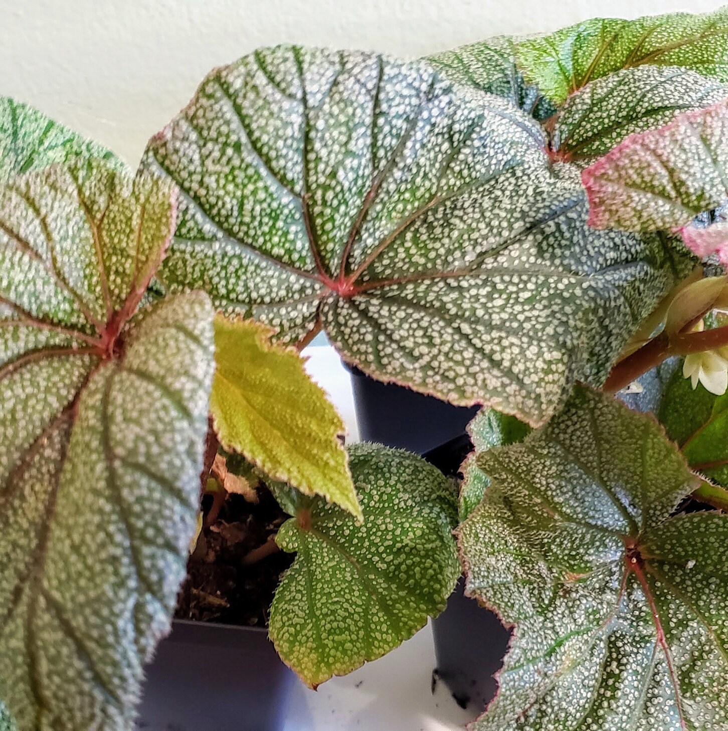Begonia Sinbad Angel Wing Begonia Many Tiny Polka Dots Etsy Australia