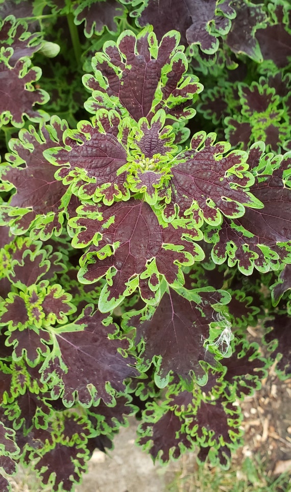 Coleus Inky Fingers Red Coleus With Fun Fringed Green Leaf - Etsy
