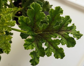 Oak Leaf Scented Geranium Starter Plant