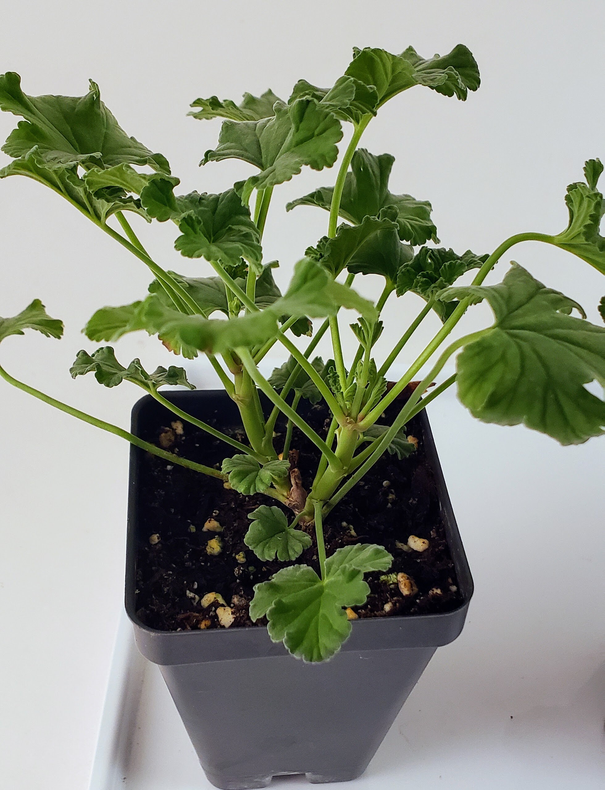 Nutmeg Scented Geranium Charming Plant Has Spicy Scented Etsy