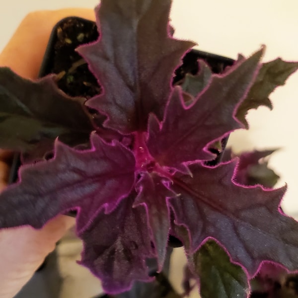 Planta de la pasión púrpura, Gynura arauntiaca, pequeñas plantas de inicio
