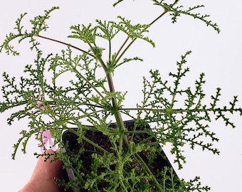 Fern Leaf Geranium, Pelargonium denticulatum 'Filicifolium,' Scented Geranium with very finely dissected leaves
