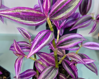 Pink Paradise Tradescantia starter plant