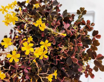 Oxalis Plum Crazy, pink splashed burgundy leaves, great for terrariums