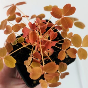 Orange Oxalis, Oxalis vulcanicola, pretty orange leaves on this fast growing charmer!