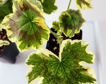 Mrs. Pollock Geranium, colorful antique fancy leaf variety