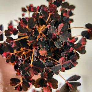 Oxalis Plum Crazy, pink splashed burgundy leaves, great for terrariums