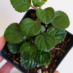 Swedish Ivy, Purple Leaf Backs, very reliable old-fashioned hanging houseplant