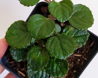 Swedish Ivy, Purple Leaf Backs, very reliable old-fashioned hanging houseplant