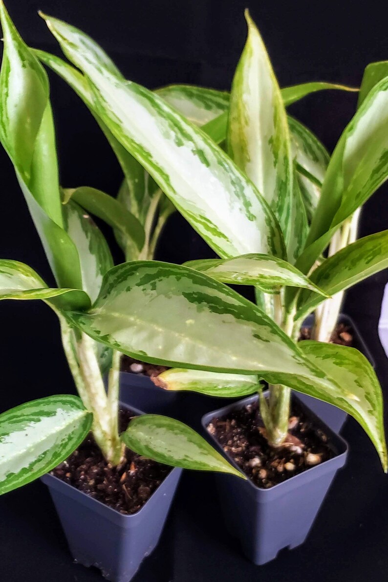 Aglaonema 'White Rain' Chinese Evergreen Plant | Etsy