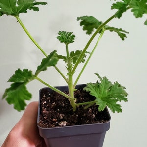 True Rose Scented Geranium, Antique Variety with deep rose-scented leaves