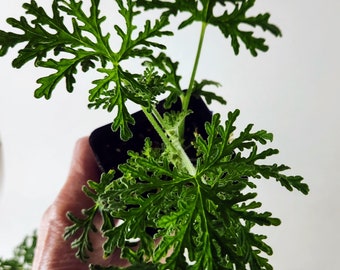 Crowsfoot Scented Geranium, mint-scented leaves!