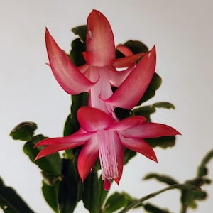 True Christmas Cactus, Schlumbergera buckleyi, from an antique plant!