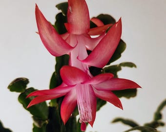 True Christmas Cactus, Schlumbergera buckleyi, from an antique plant!
