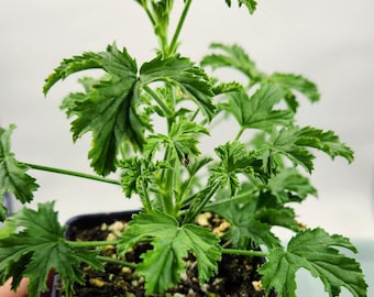 Lemon Kiss Scented Geranium