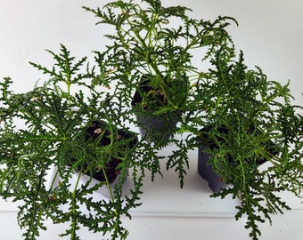 Balsam Scented Geranium (Pelargonium denticulatum) finely dissected leaves and a balsam/pine scent