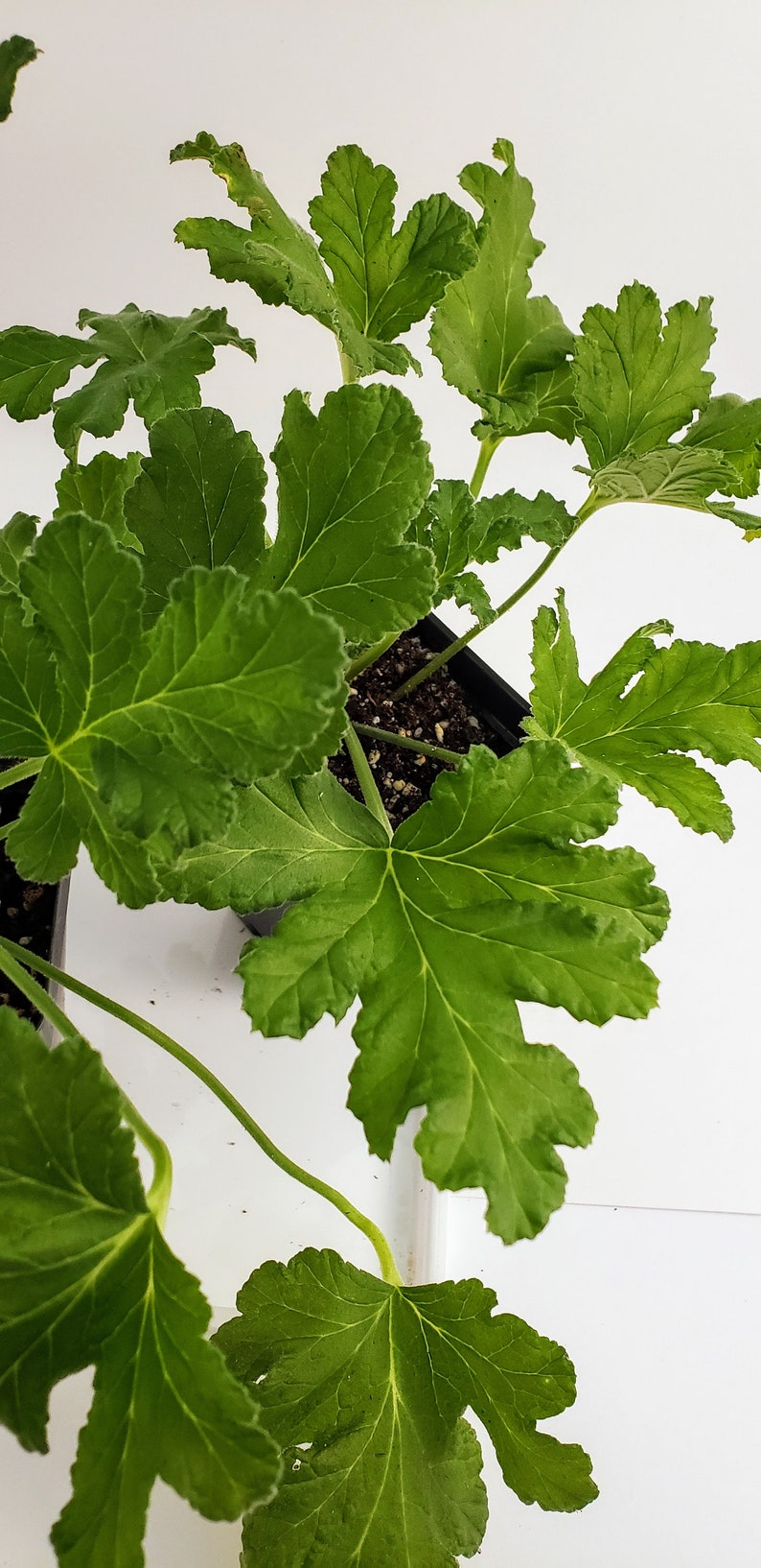 Sweet Mimosa Scented Geranium Pelargonium Starter Plant Etsy