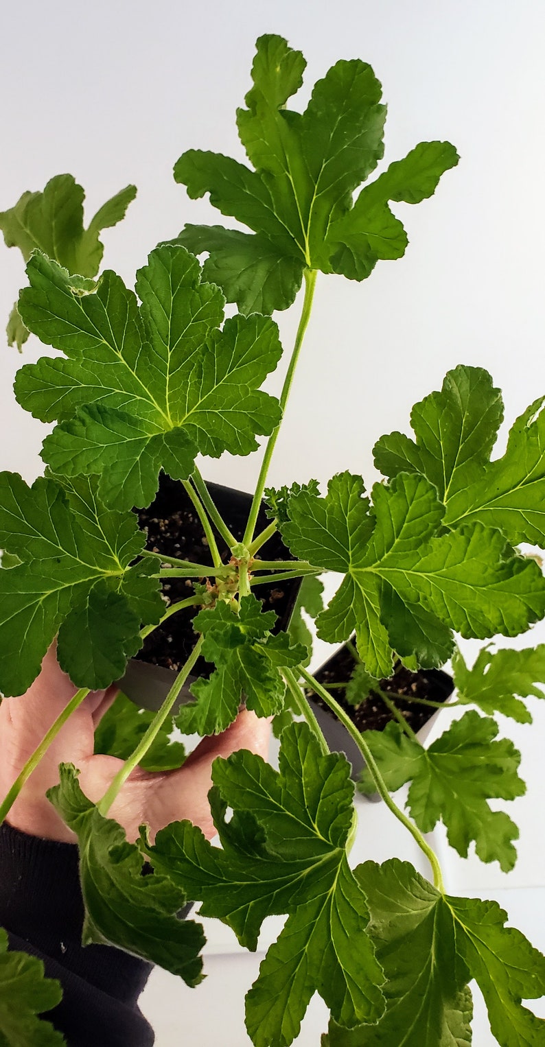 Sweet Mimosa Scented Geranium Pelargonium Starter Plant Etsy