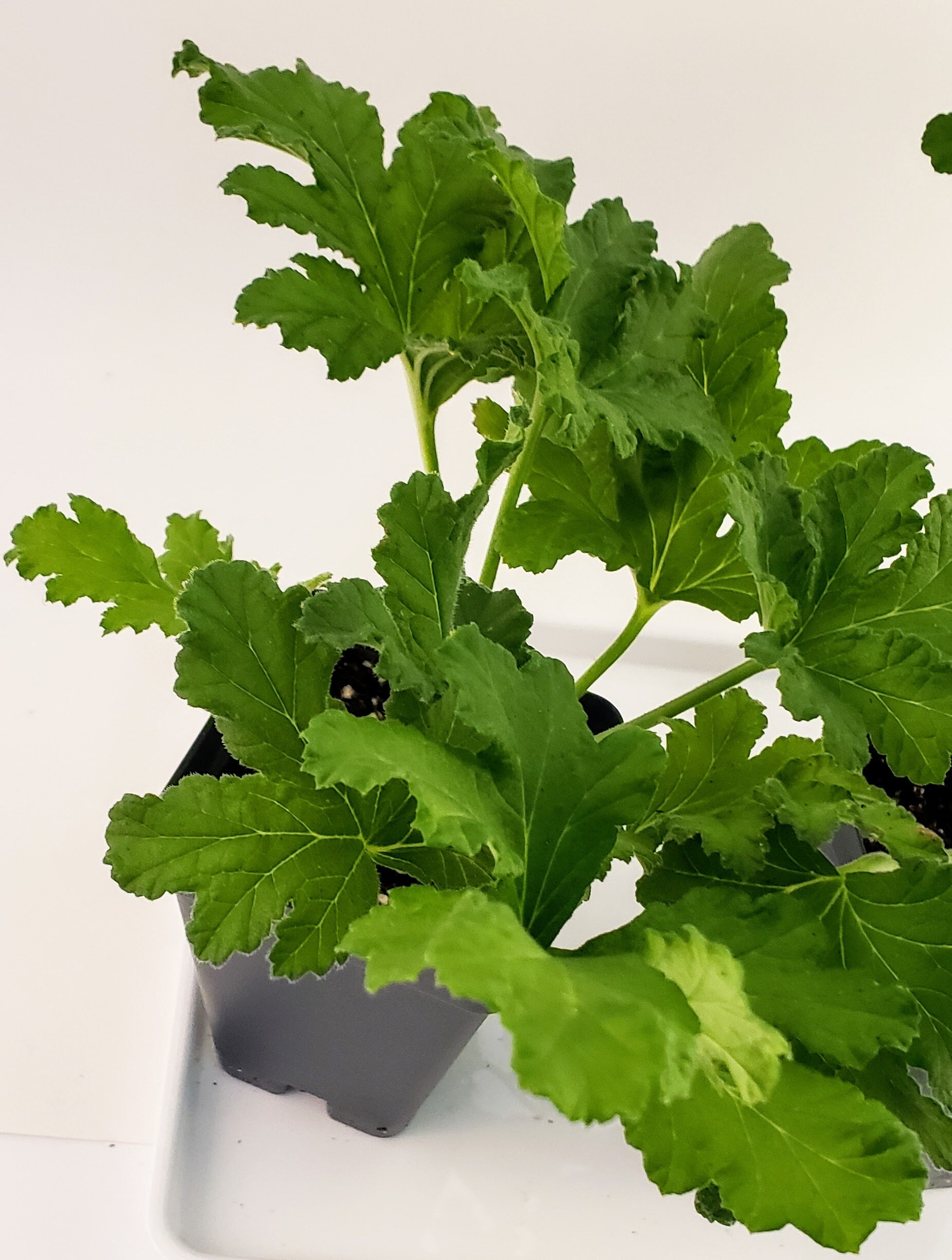Sweet Mimosa Scented Geranium Pelargonium Starter Plant Etsy
