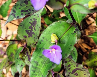 Tinantia pringlei, Speckled Wandering Dude, Mexican Spotted Tradescantia- Unusual Tradescantia relative