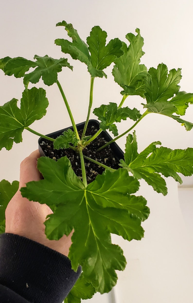 Sweet Mimosa Scented Geranium Pelargonium Starter Plant Etsy