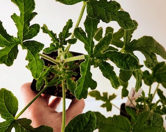 Rober's Lemon Rose Scented Geranium