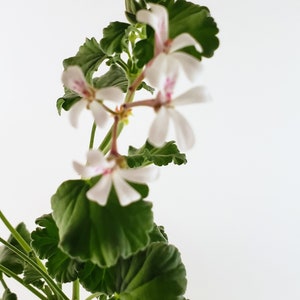 Nutmeg Scented Geranium, charming plant has spicy scented leaves, tiny white flowers