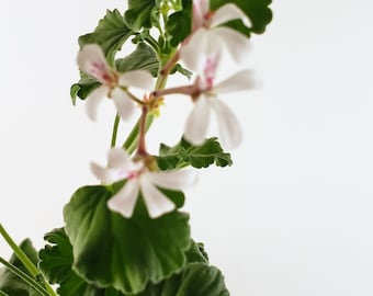 Nutmeg Scented Geranium, charming plant has spicy scented leaves, tiny white flowers