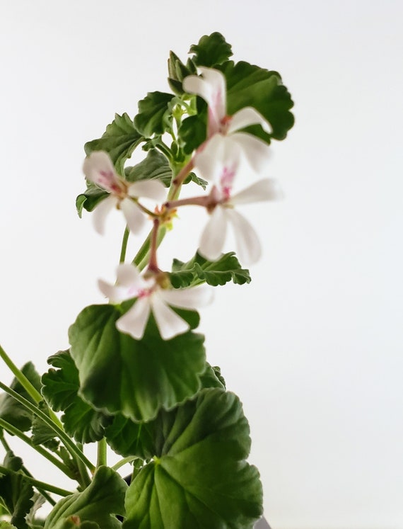 Nutmeg Scented Geranium Charming Plant Has Spicy Scented Etsy