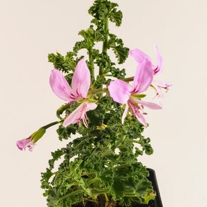 Lemon Scented Geranium, tiny ruffled leaves, lemon scented leaves