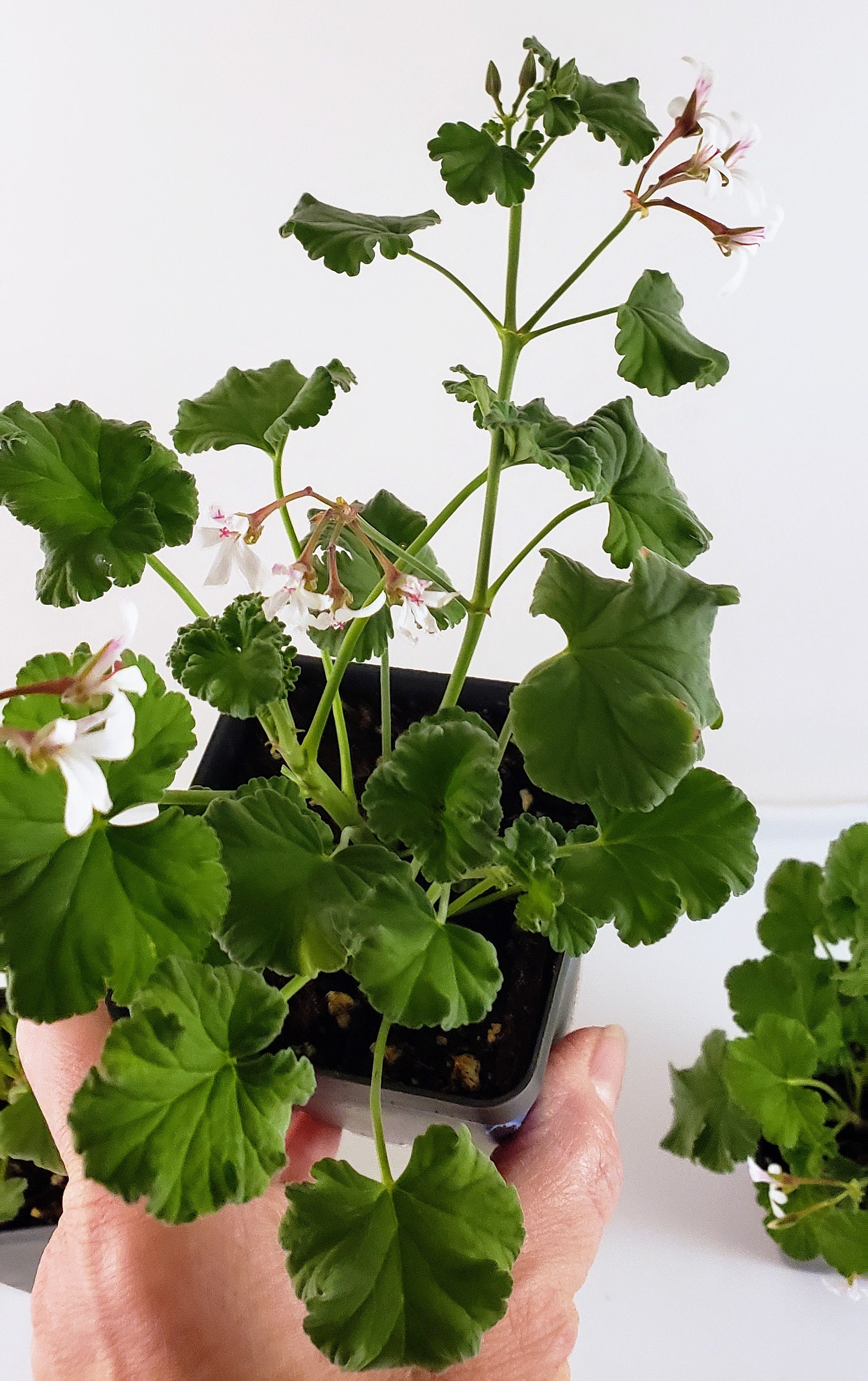 Nutmeg Scented Geranium Charming Plant Has Spicy Scented Etsy