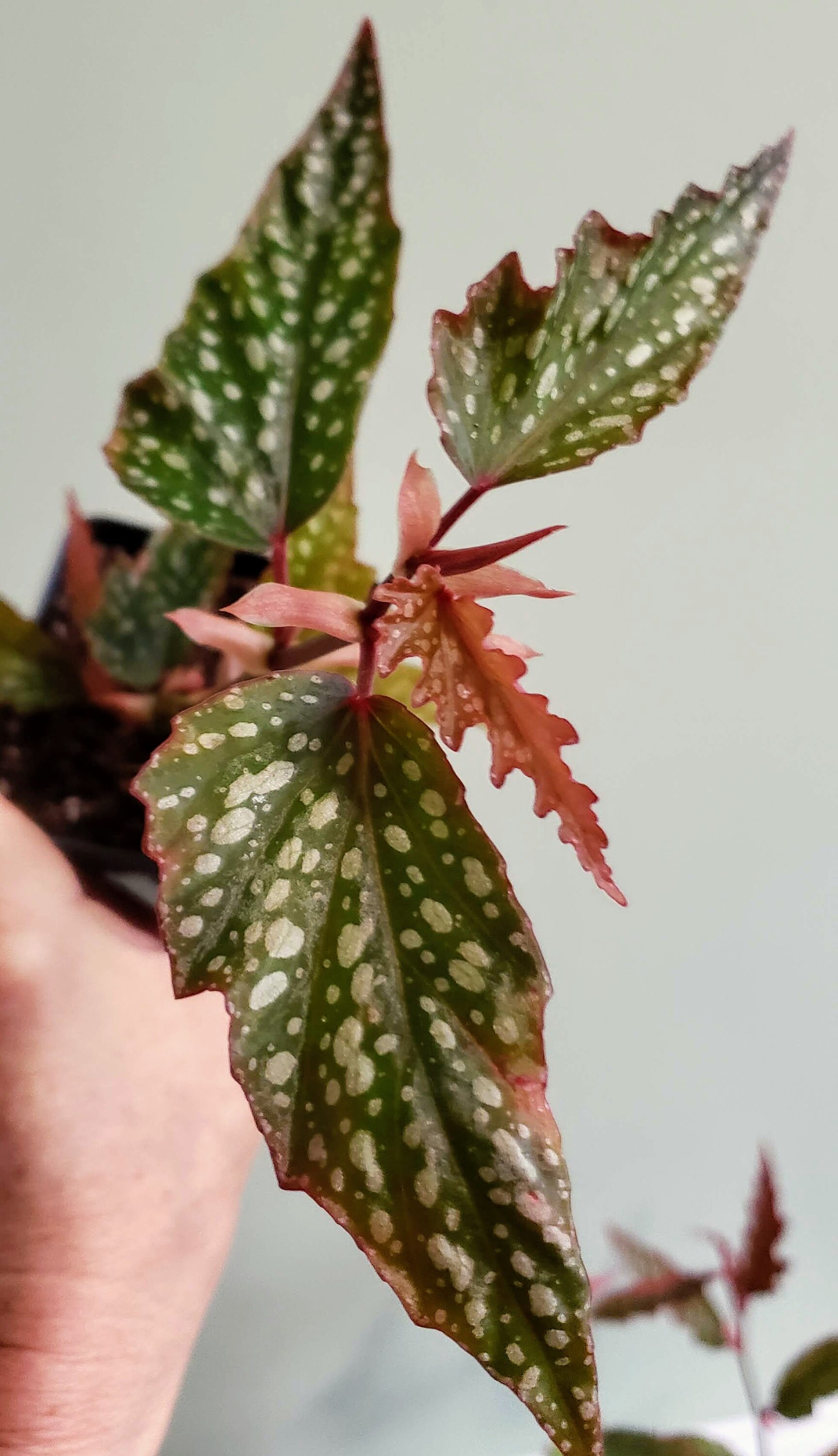 Medora Angel Wing Begonia Cute Small Leaves With Polka Dots Etsy Singapore