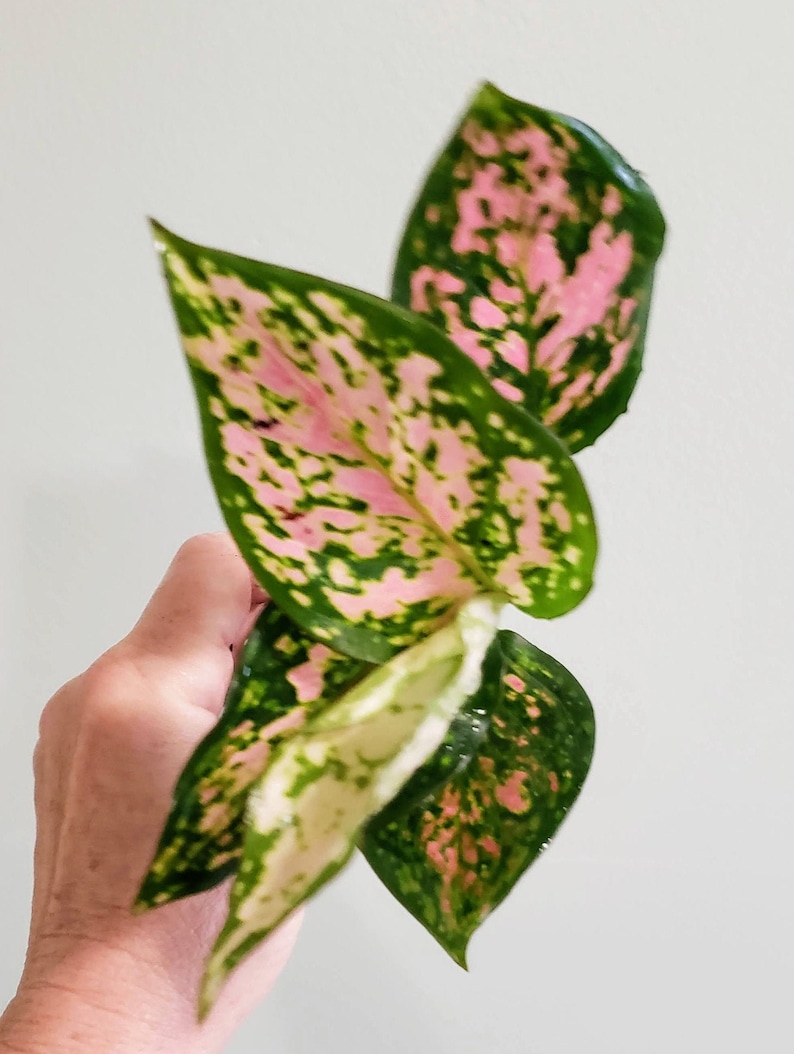 Aglaonema Wishes Chinese Evergreen Pink Leaves | Etsy
