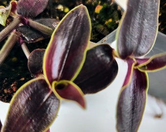 Gibasis Jose Puig, Shiny Dark Leaves, Unusual Tradescantia relative