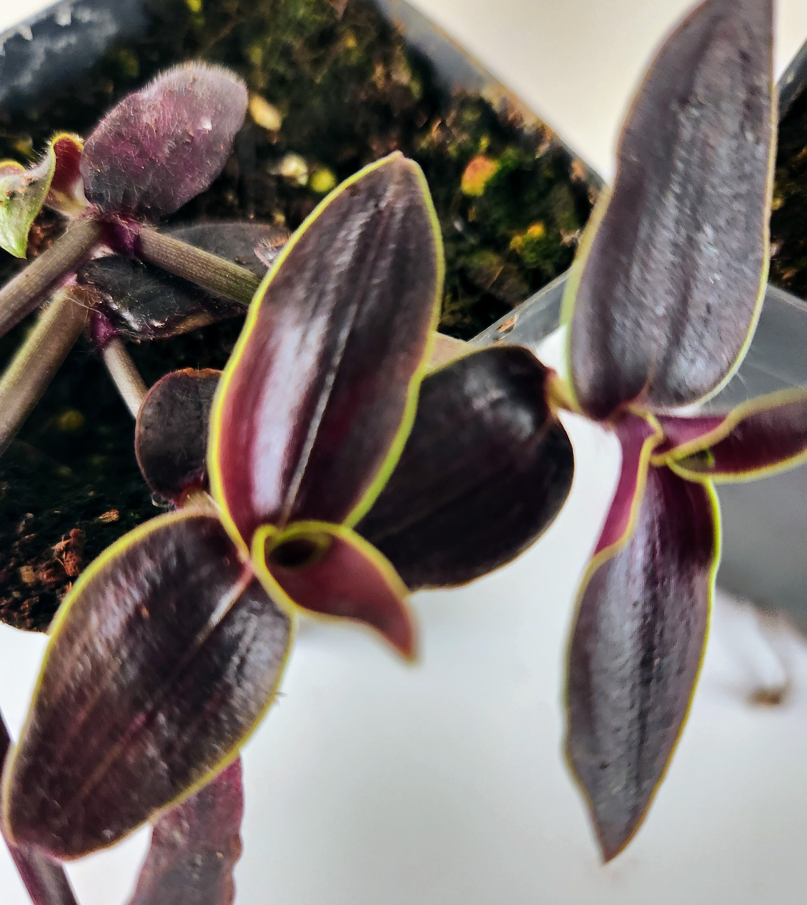 Gibasis Jose Puig, Shiny Dark Leaves, Unusual Tradescantia