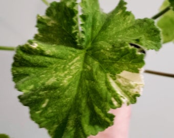 Snowflake Scented Geranium, fuzzy leaves with white variegation