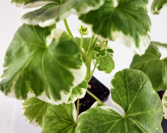 Wilhelm Langguth Geranium, attractive white edged leaves, antique variety