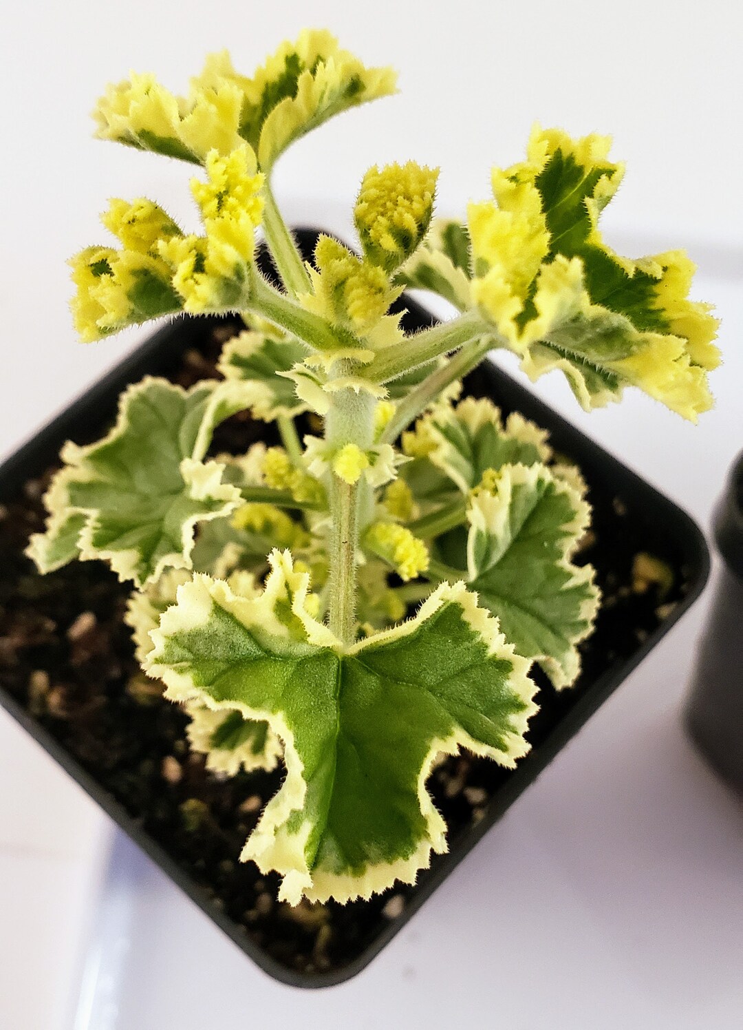 Prince Rupert Variegated Scented Geranium Etsy