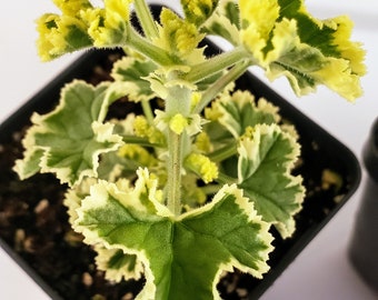 Prince Rupert Variegated Scented Geranium