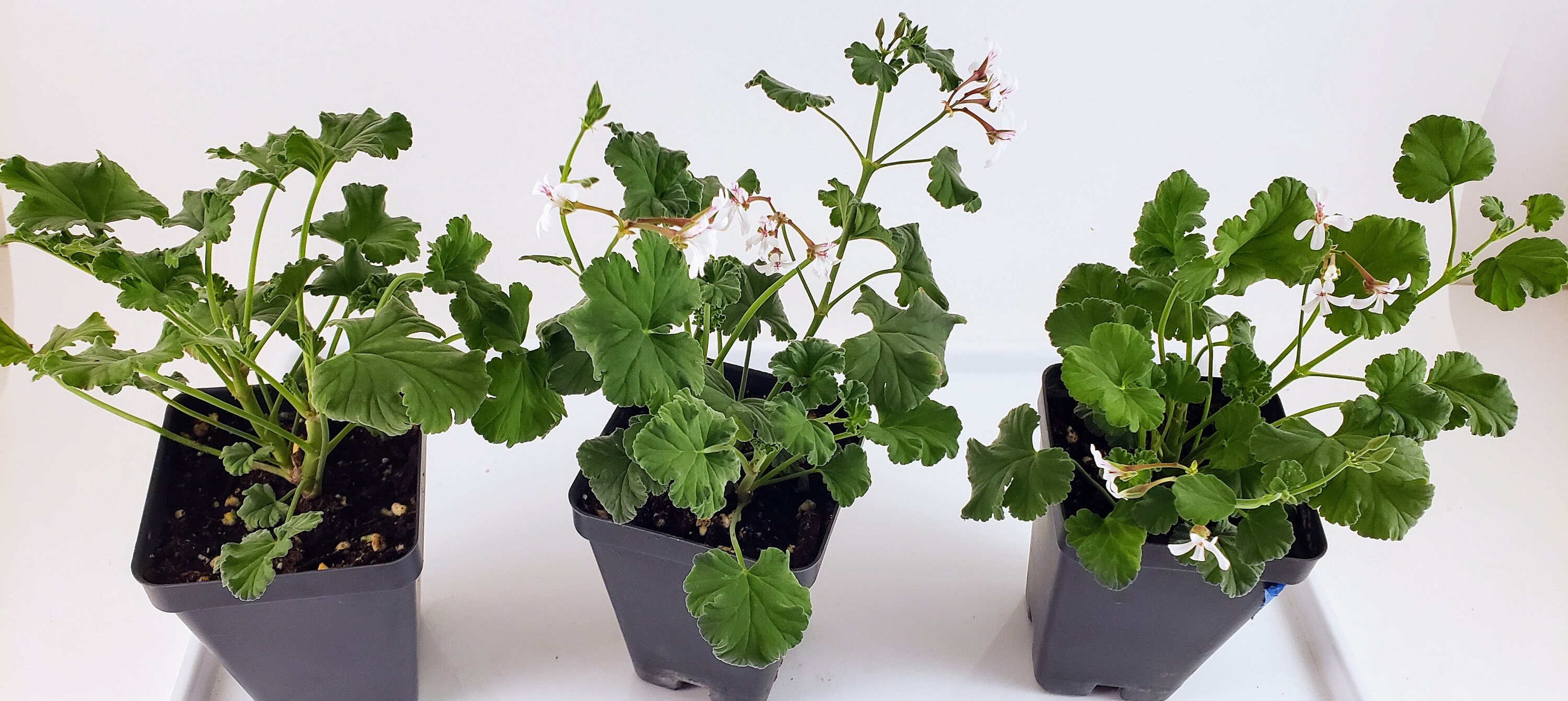 Nutmeg Scented Geranium Charming Plant Has Spicy Scented Etsy