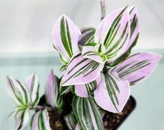 Tradescantia Mini Pink