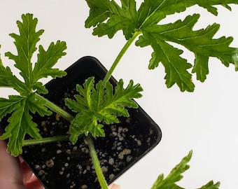 Attar of Roses Scented Geranium