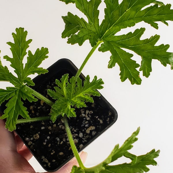 Attar of Roses Scented Geranium