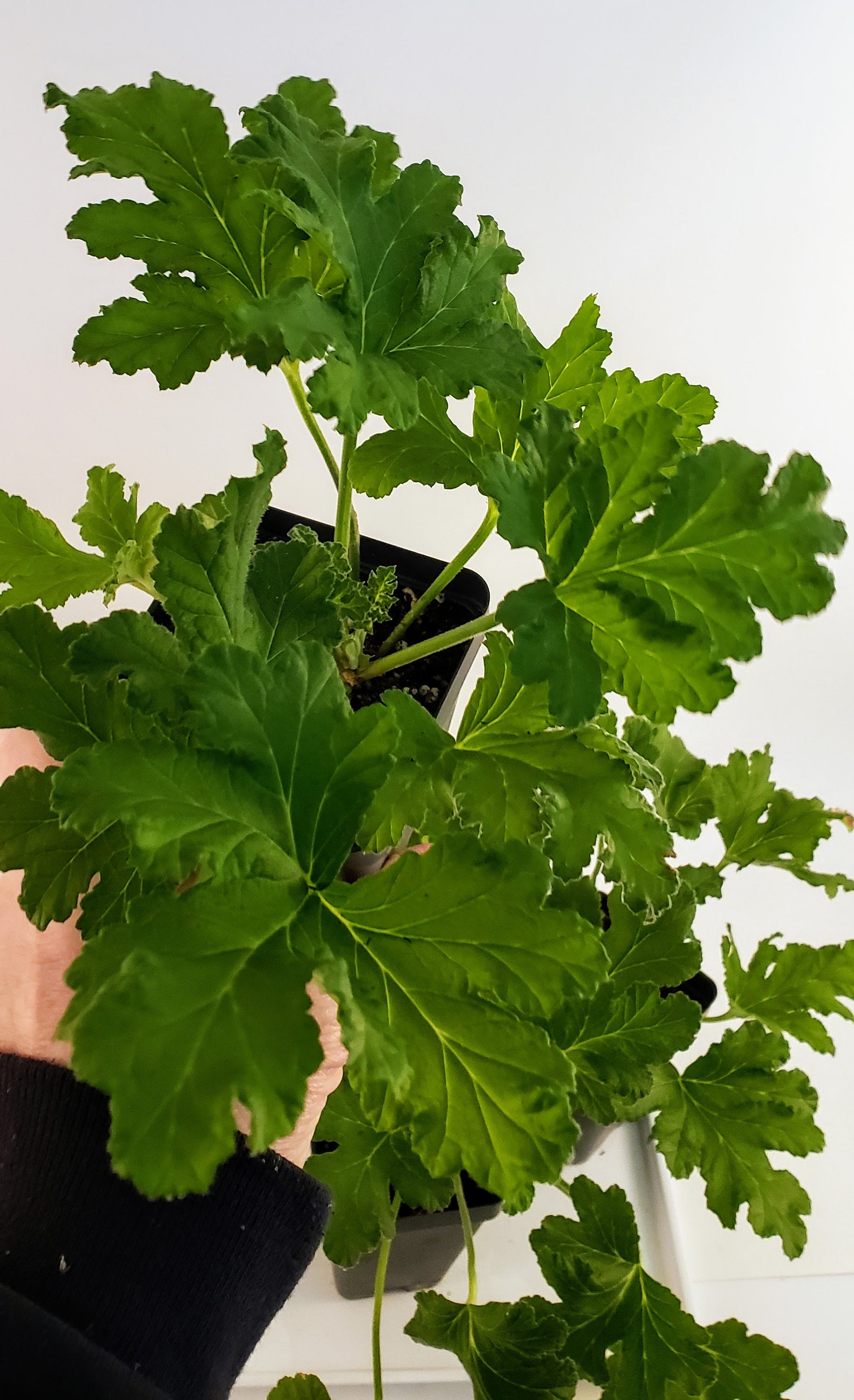 Sweet Mimosa Scented Geranium Pelargonium Starter Plant Etsy