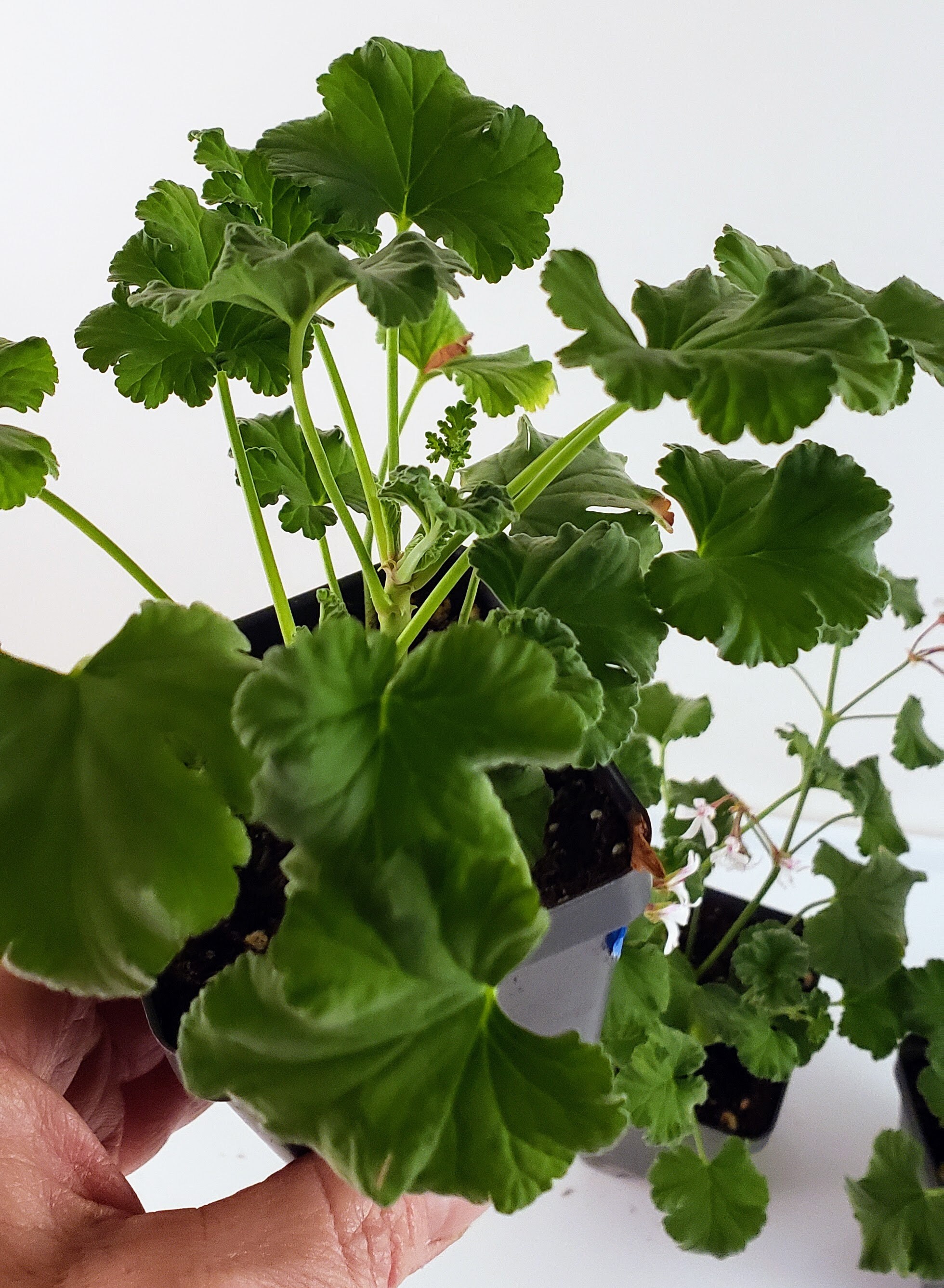 Nutmeg Scented Geranium Charming Plant Has Spicy Scented Etsy