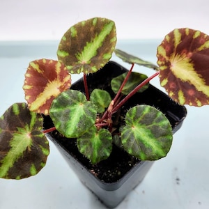 Begonia cleopatrae, terrarium plant, lovely Begonia species